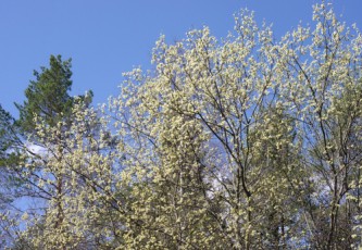 Kvetoucí stromy často způsobují alergické reakce