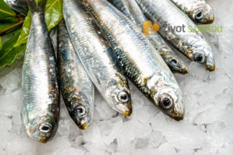 Čerstvé sardinky