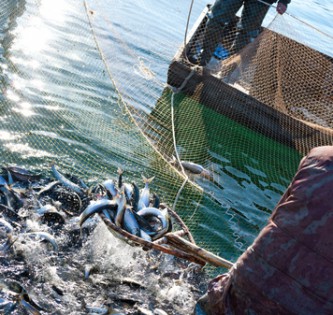 Přelovení produktů rybolovu