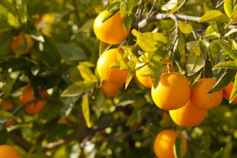 Pomerančovníky ve Valencii