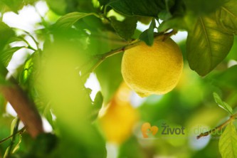 Citronovník (Citrus limon)